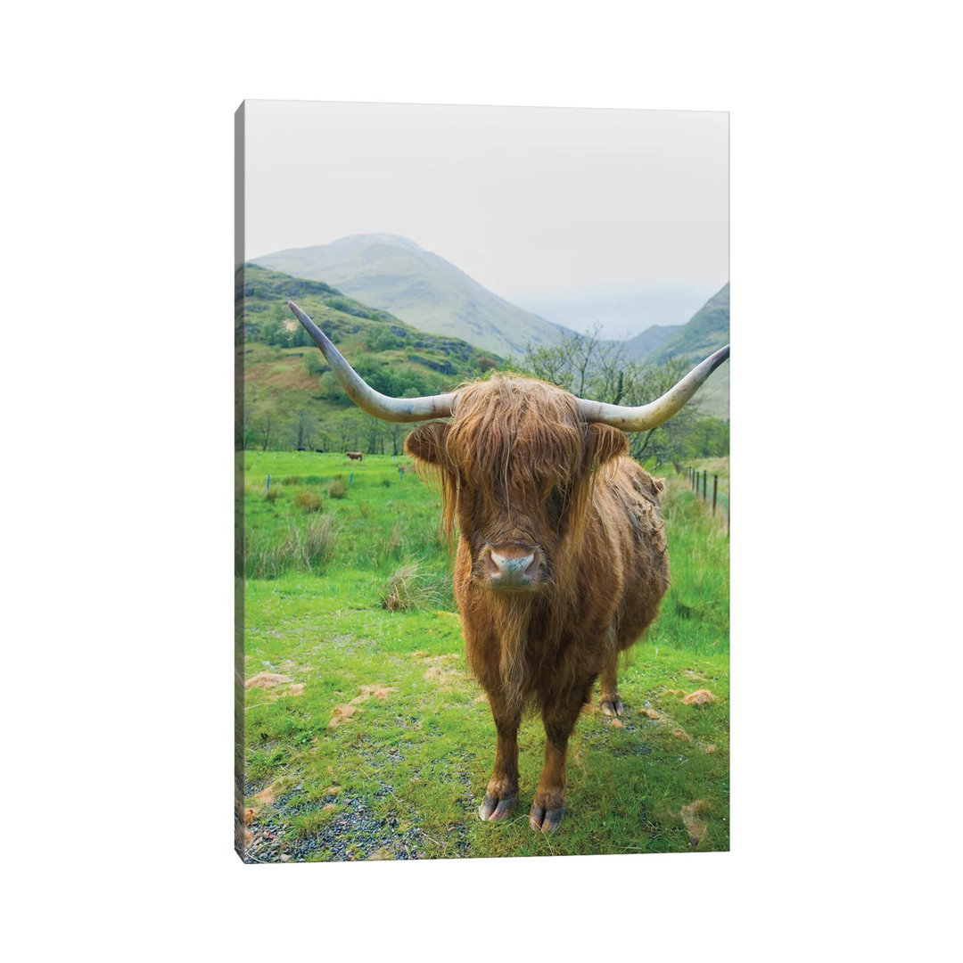 Scottish Highland Cattle VI by Alan Majchrowicz - Wrapped Canvas Print