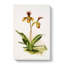 Magnolia Flowers Illustration Tab. 77 by Frederick Sander - Wrapped Canvas-55309633