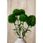 Dianthus Stem-111171129