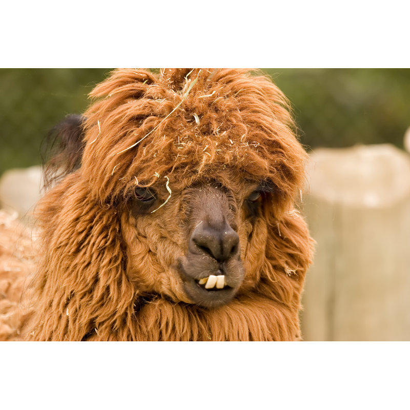 "Brown Alpaca" par Gramper, photographie sur toile tendue, H 12 po x l 18 po
