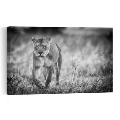 Intense Lioness Gaze Contemporary Wall Art Print 1 Piece Wrapped Canvas Wall Art