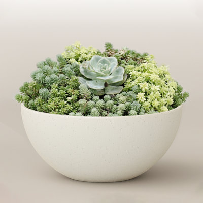 Pot à fleurs 10 pouces en plastique et bois blanc