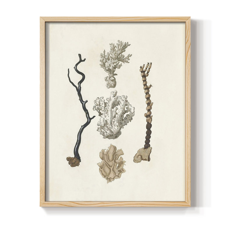 Knorr Shells & Coral V, reproduction encadrée en bois massif, H 15 po x l 12 po