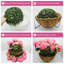 52cm Plant