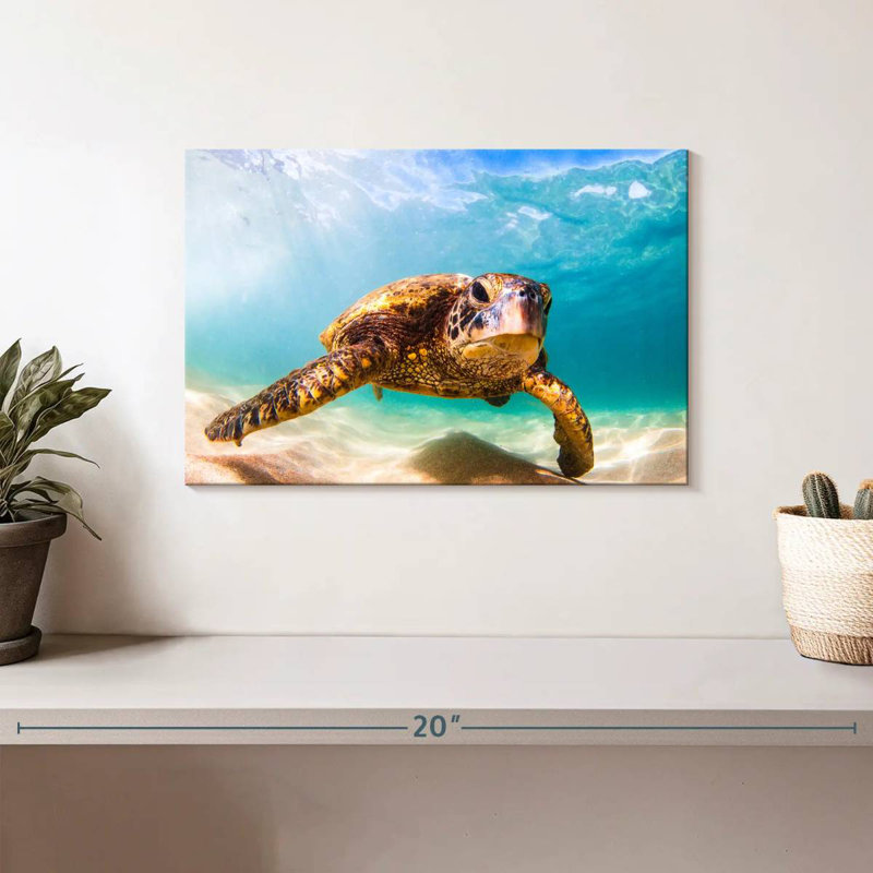 Tortue hawaïenne Crowle, H 8 po x l 12 po