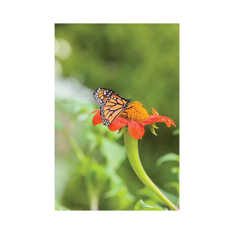 Gros plan sur un papillon monarque perché sur une fleur - reproduction de photo sur toile tendue