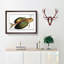 Flying-Fish by M.E. Bloch - Framed Print-55727991-55727994