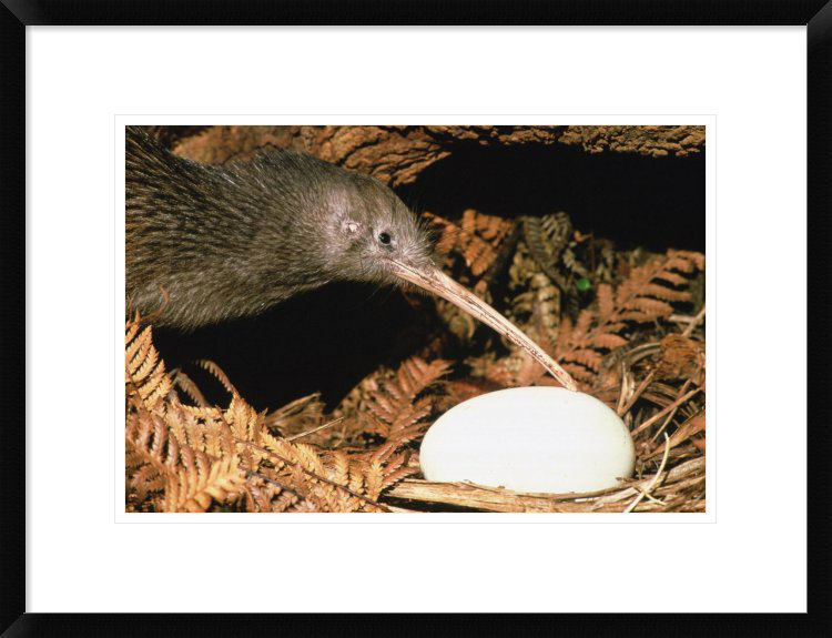 Global Gallery #39 North Island Brown Kiwi Parent with Egg New Zealand