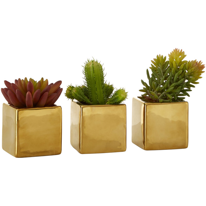 Sprague 15cm Succulent in Ceramic Pot
