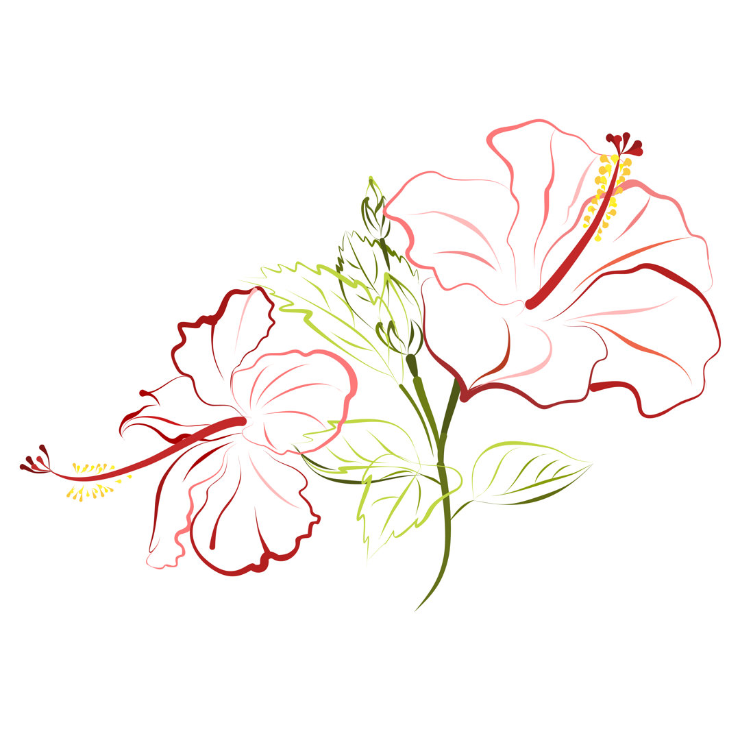 Saunderton Hibiskus Blume Illustration von Tatiana Liubimova - Grafik auf Leinwand