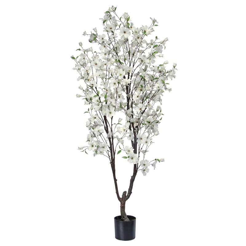 6.5' Southern Dogwood Tree, White