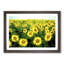 Yellow Sunflower Meadow - Picture Frame Painting Print-55613805-55613799