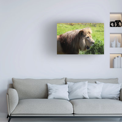 Bob Langrish Lioness Resting Canvas Art