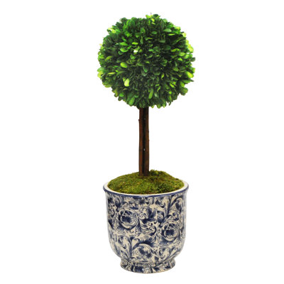 Topiaire buis en pot