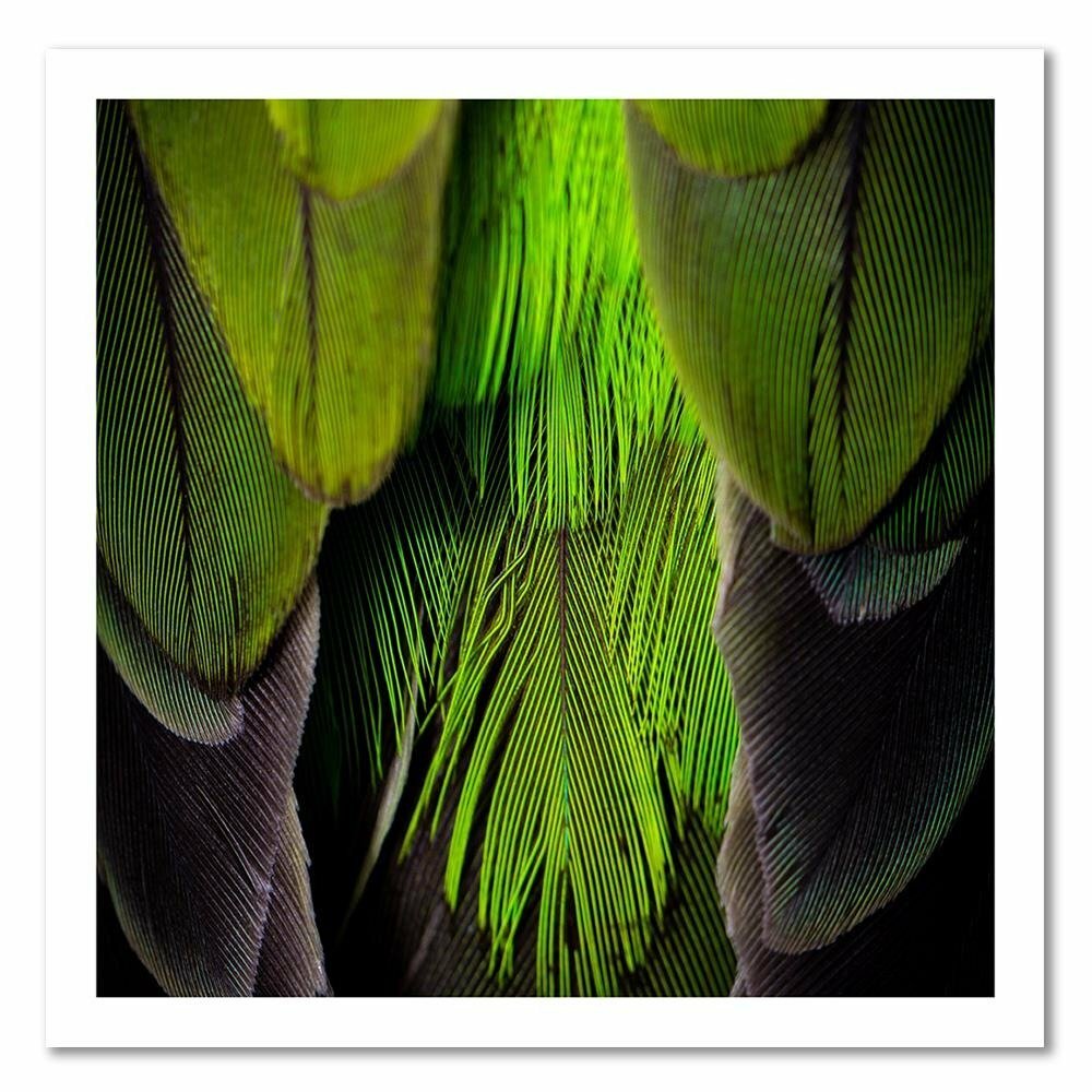 Leinwandbild Green Feathers