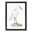White Heron by John Edward Gray - Framed Print-55575934-55575936