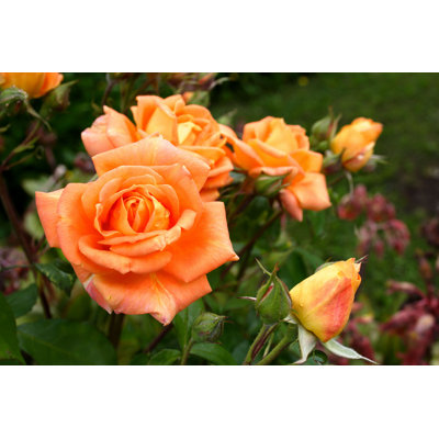 Kenwyn Rose in Woburn Abbey par Andrew Waugh - photographie sur toile tendue