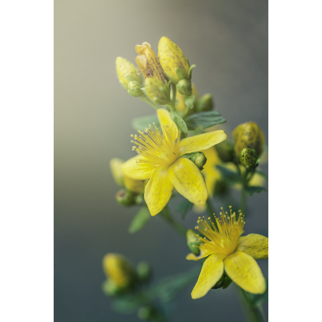 Johanniskraut Blumen von LordRunar - Leinwandbild