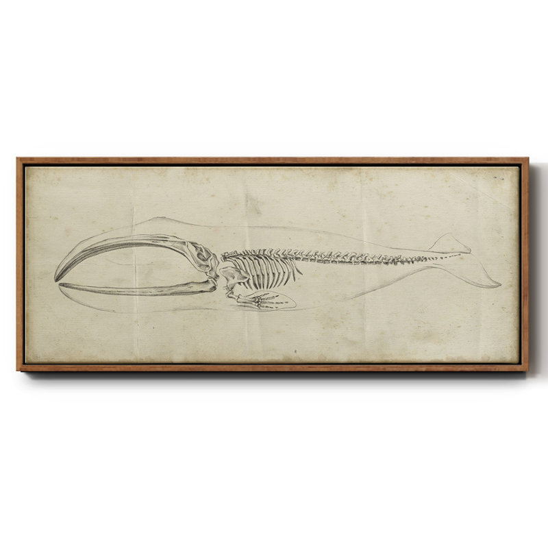 Whale Study I- Framed Canvas