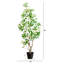 4 pi. Cornouiller artificiel