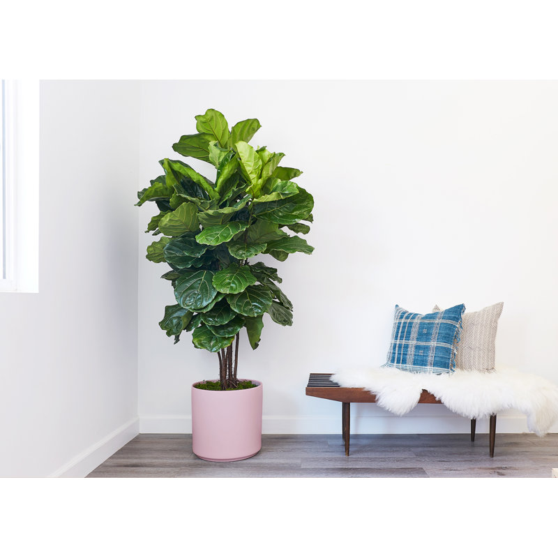 Stoneware Pot Planter, Blush, 15.25" H x 15" W x 15" D