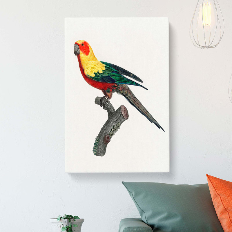 A Sun Parakeet by F. Levaillant - Wrapped Canvas, 50cm H x 35cm W x 3cm D