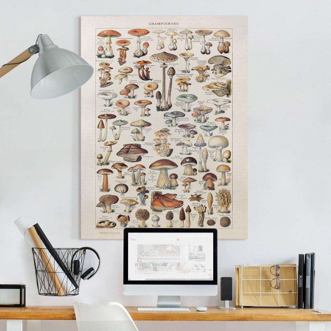 Leinwandbild Vintage Wall Chart Mushrooms