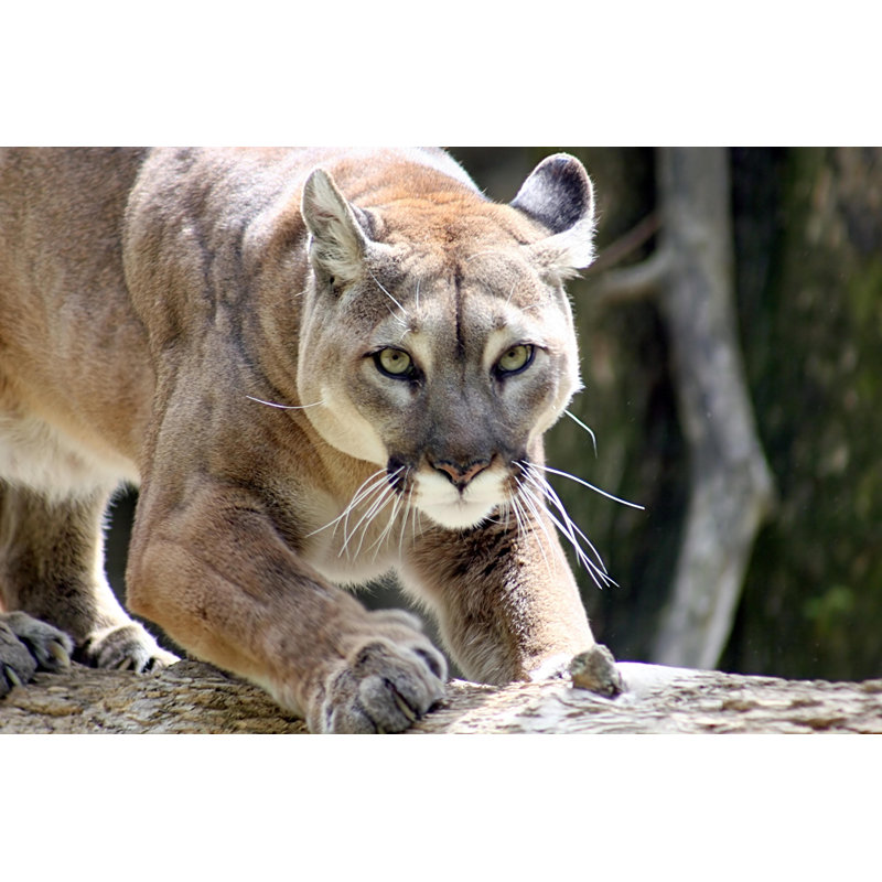 Puma - photographie sur toile tendue, L 12 po x H 8 po