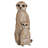 Mother and Baby Meerkat