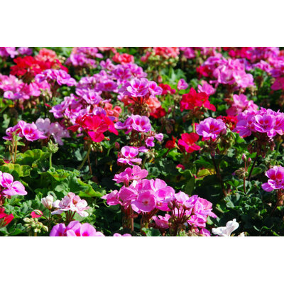 " Geranium Flower " by Nadya So