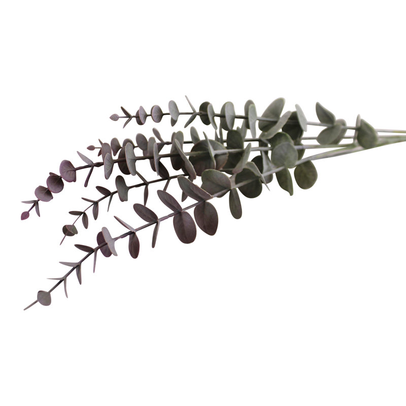 Eucalyptus Spray