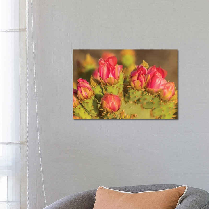 USA, Arizona, Sonoran Desert. Prickly Pear Cactus Blossoms. by Jaynes Gallery - Wrapped Canvas Print, 66.04 cm H x 45.72 cm W