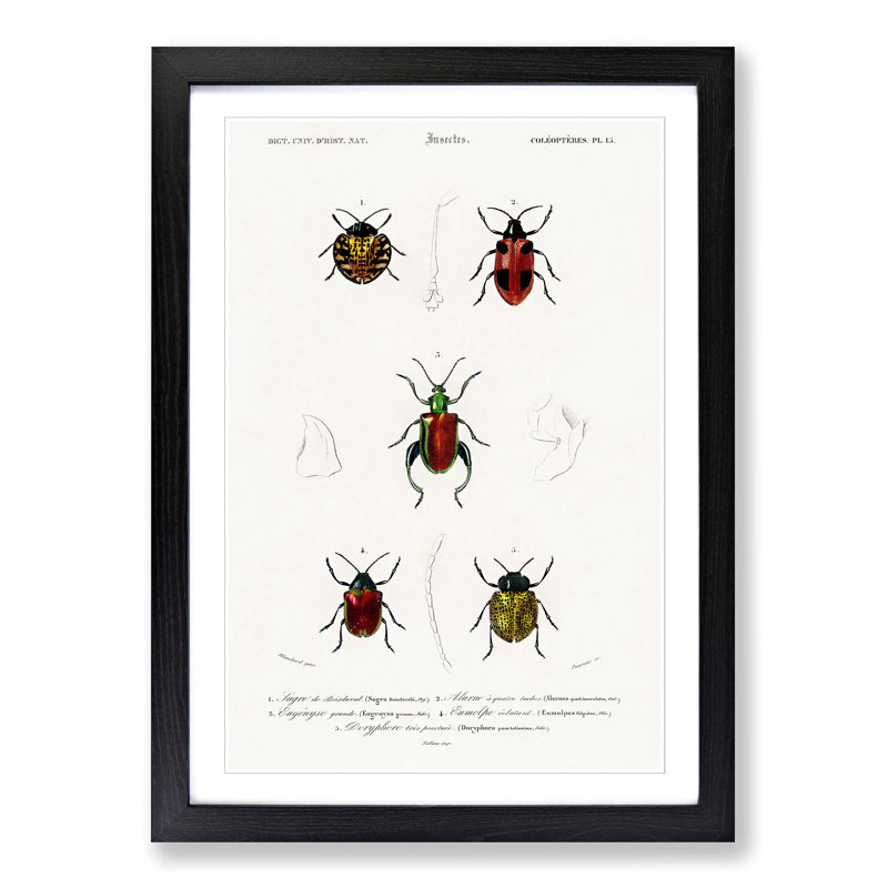 Beetle Illustrations PL.15 by Charles D'Orbigny - Single Picture Frame Print, Black Framed, 33cm H x 24cm W x 2cm D