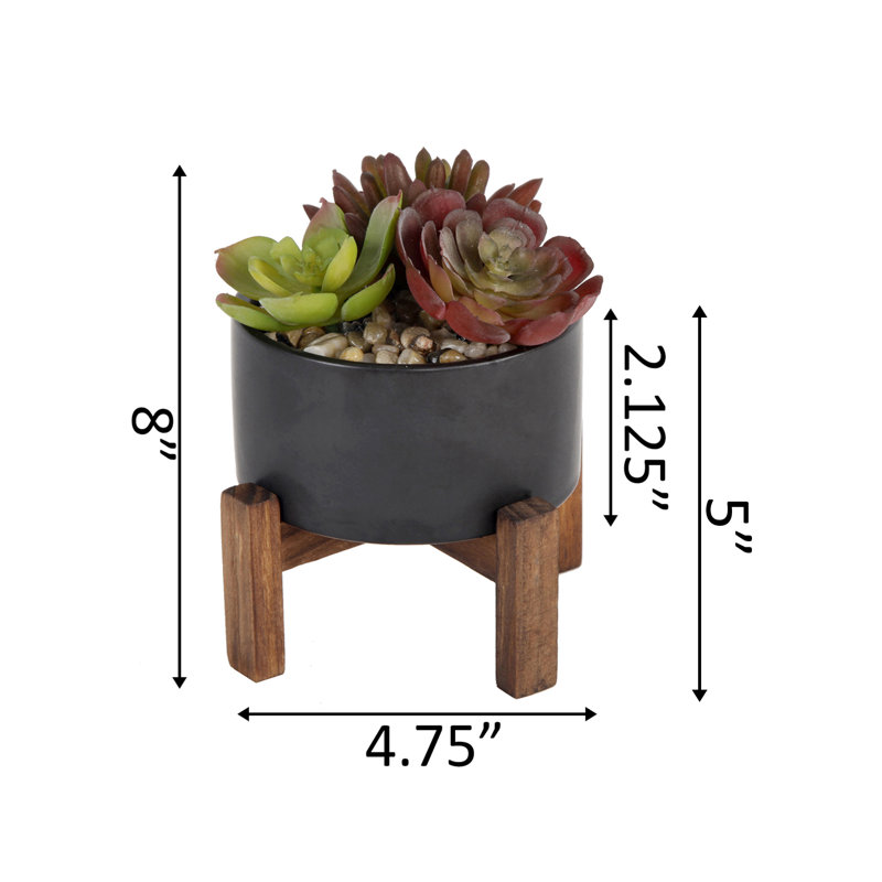 Succulent dans un pot, Noir
