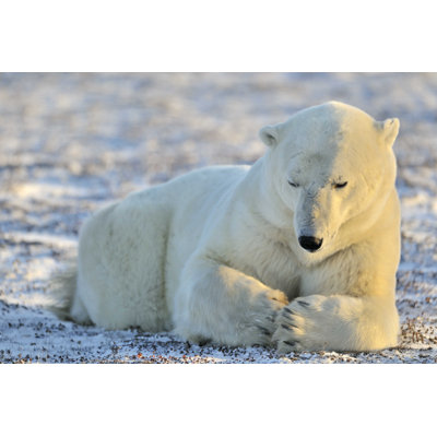 " Polar Bear " by Andreanita