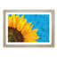 Sunflower at the End of Summer - Picture Frame Graphic Art-56706203-56706204