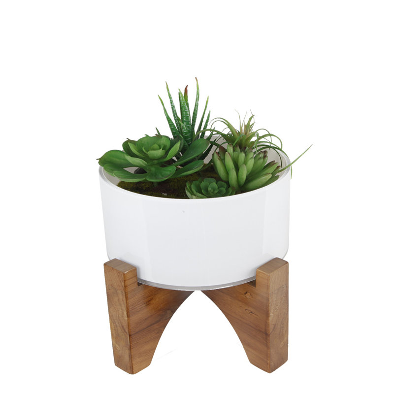 Succulent de bureau et plante mousse en pot