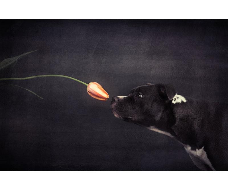 Wrapped Canvas Print, 60.96 cm H x 91.44 cm W