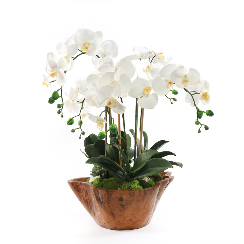 White Phalaenopsis Orchid Arrangement in Rustic Teak Planter