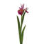 DUTCH IRIS STEM