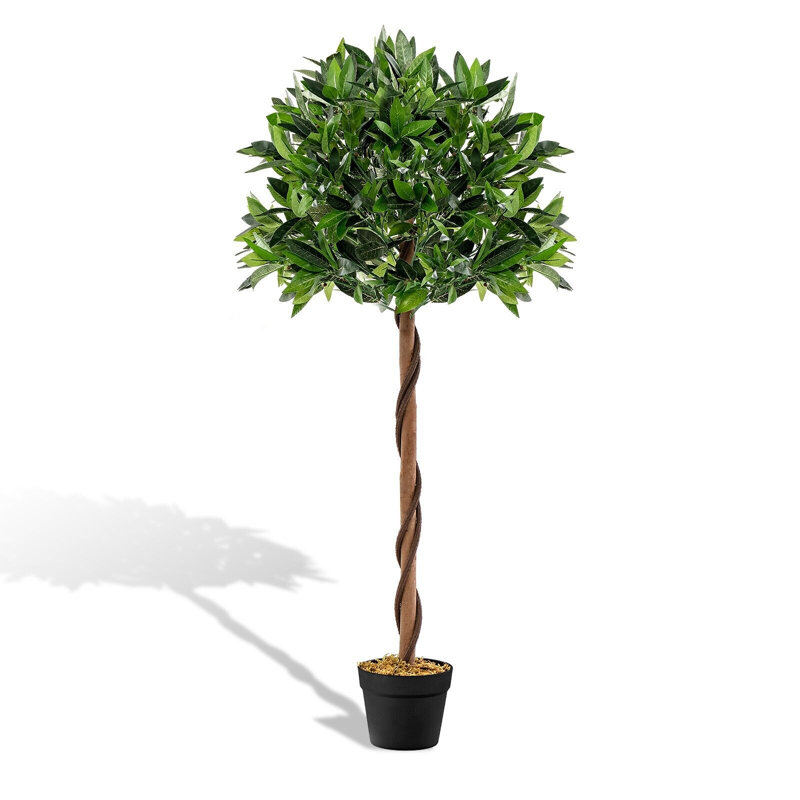 Aniceta 150cm Plant