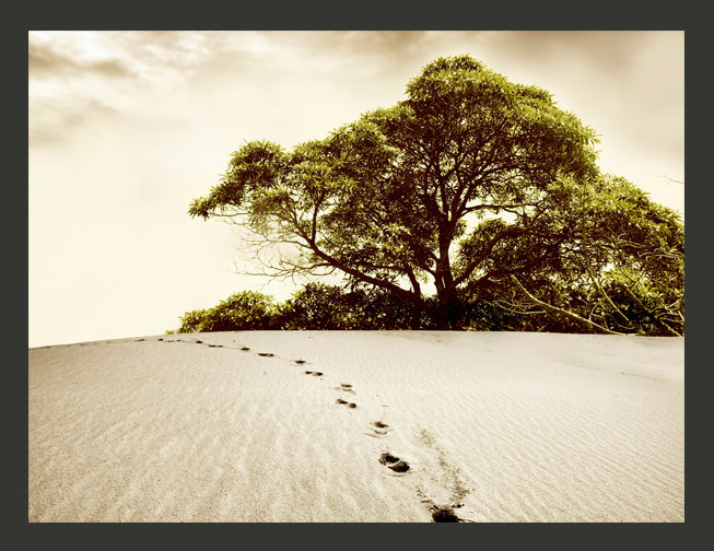 Tree in the Desert 2.70m x 350cm Wallpaper, 350 cm x 270 cm