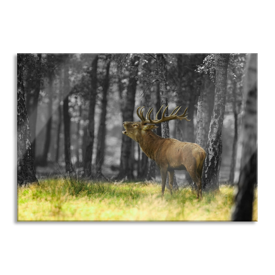 Glasbild Röhrender Hirsch im Wald