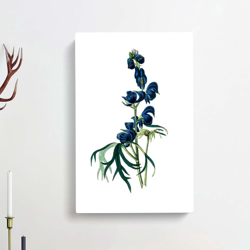 Wolfsbane Flowers Illustration - Wrapped Canvas Painting, 76cm H x 50cm W x 3cm D