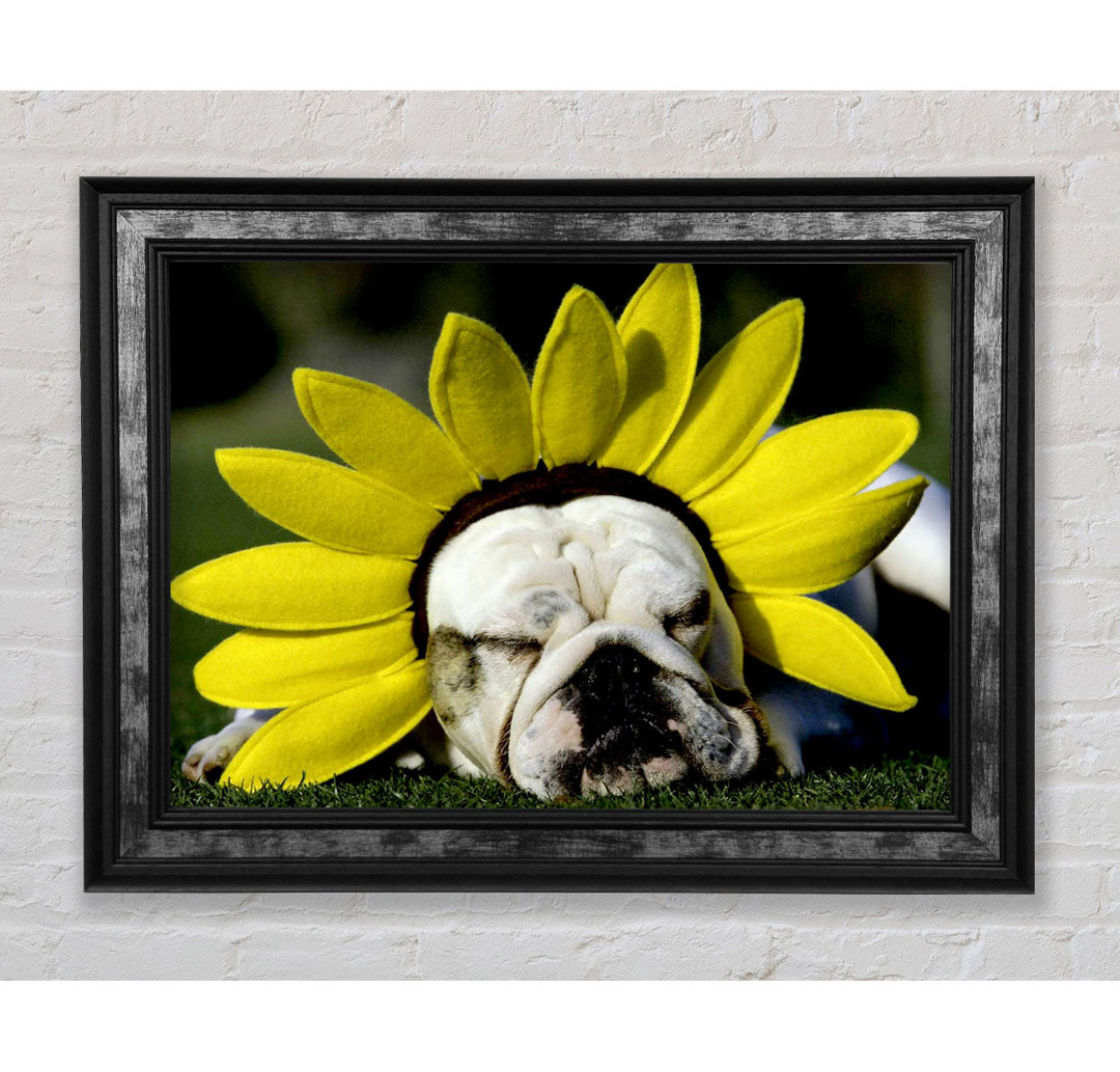 Hund Sonnenblumenhut - Einzelner Bilderrahmen Kunstdrucke