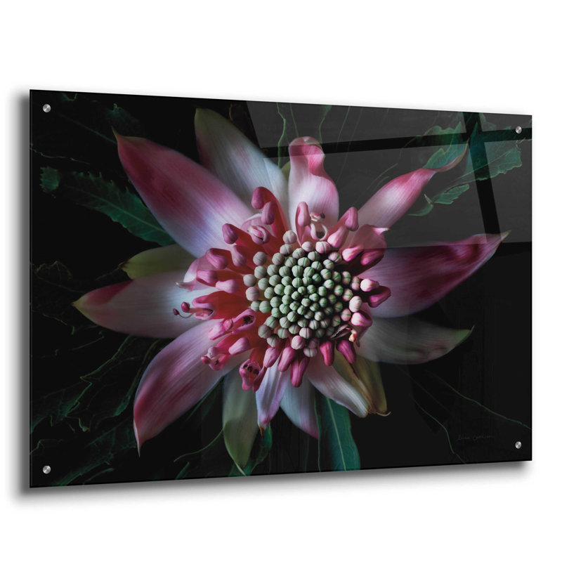 «Waratah II» par Elise Catterall, art mural en verre acrylique, H 24 po x l 36 po x P 0,2 po
