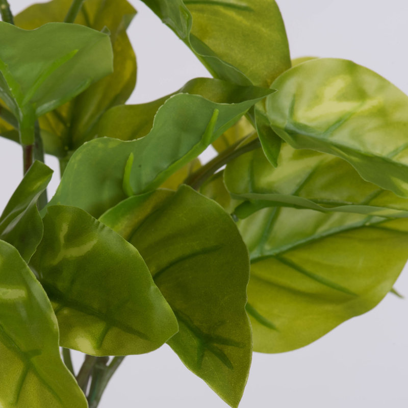 Feuille Leaf Pothos