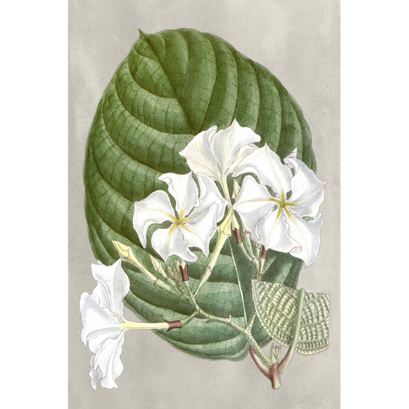 Alabaster Blooms I by Curtis - Wrapped Canvas Print, 122cm H x 81cm W x 3.8cm D