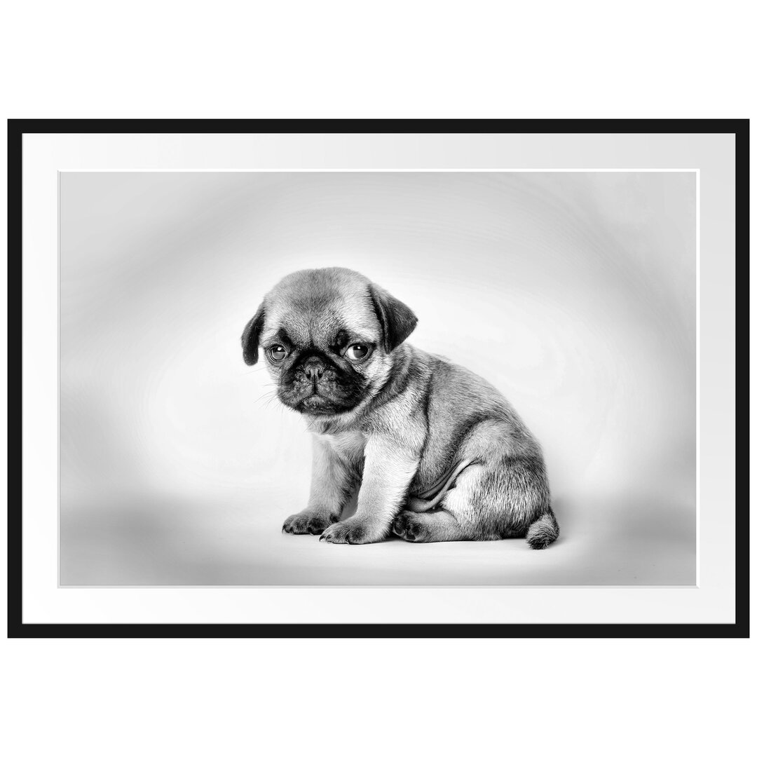 Gerahmtes Poster Kleiner Hundewelpe Mops