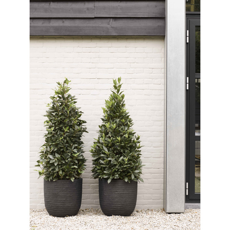 Pot Planter, Black, 41cm H x 43cm W x 41cm D